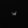 'Kirie' Large Butterfly Labret for Conch
